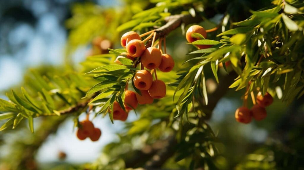 Yew