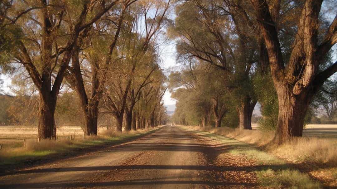 A History of Arboriculture - Ballarat