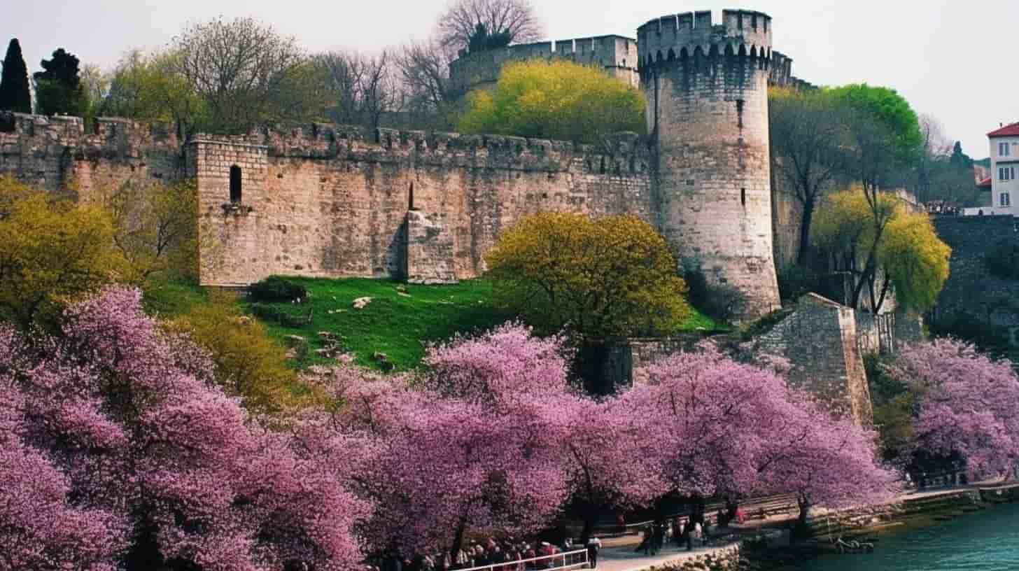 A History of Arboriculture - Istanbul. Judas trees