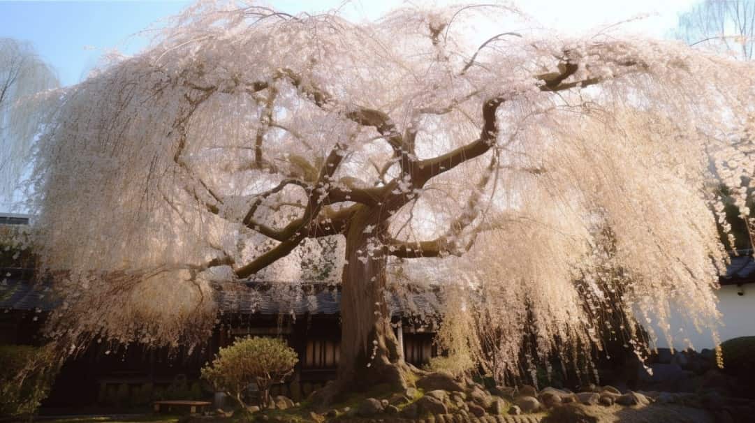 How to Prune a Weeping Cherry