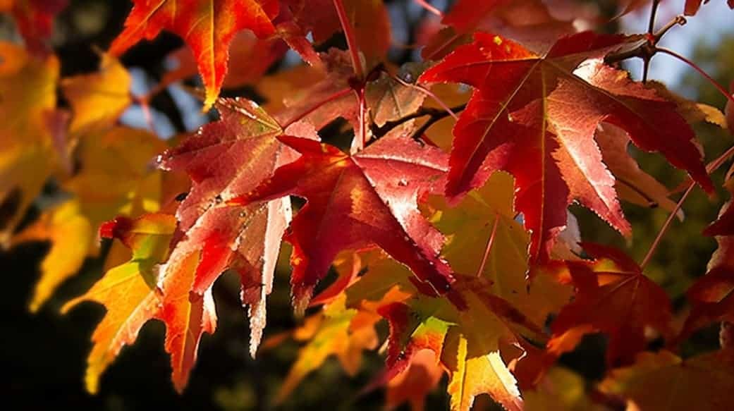 How to prune a liquidambar tree