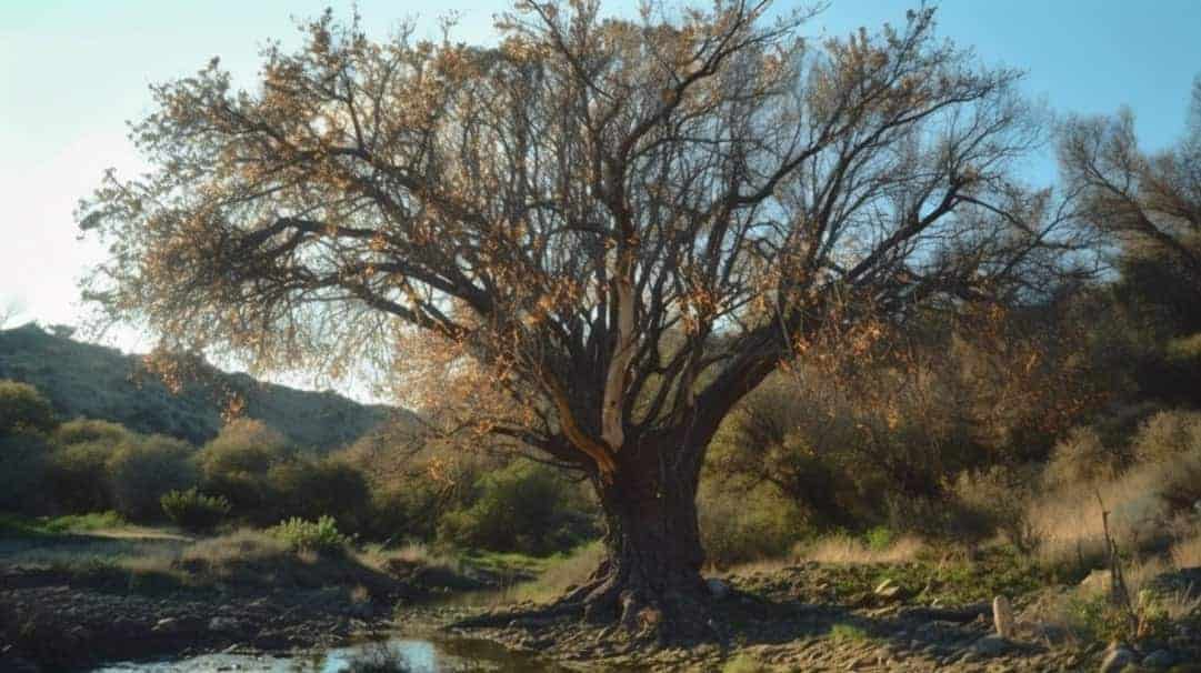 What is Phytophthora?